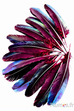 Faisan Swinhoe - 14-18 cm - noir-bleu nuit-bordeaux